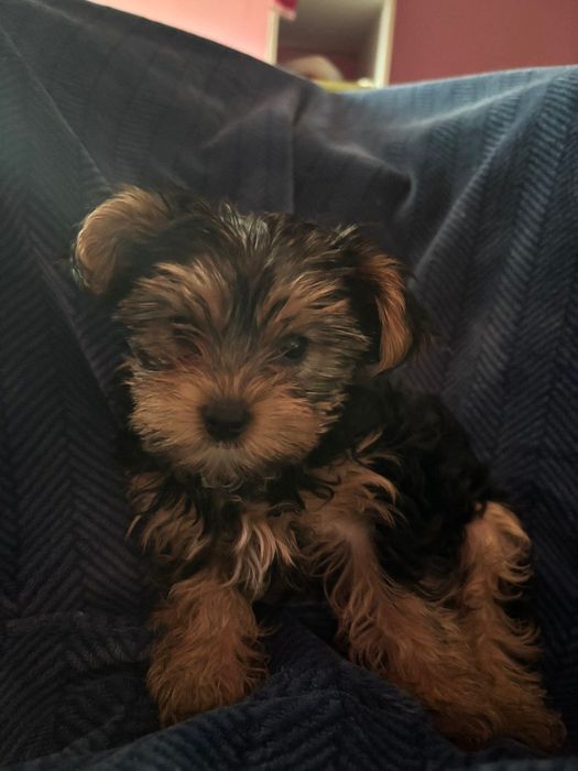 Йоркширски териер