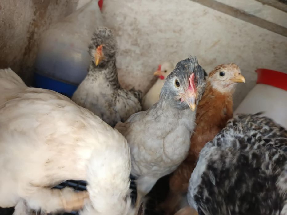 Pui Brahma, motați si din oua verzi și cocoși de anul trecut