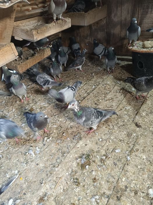 Vând porumbei voiajori