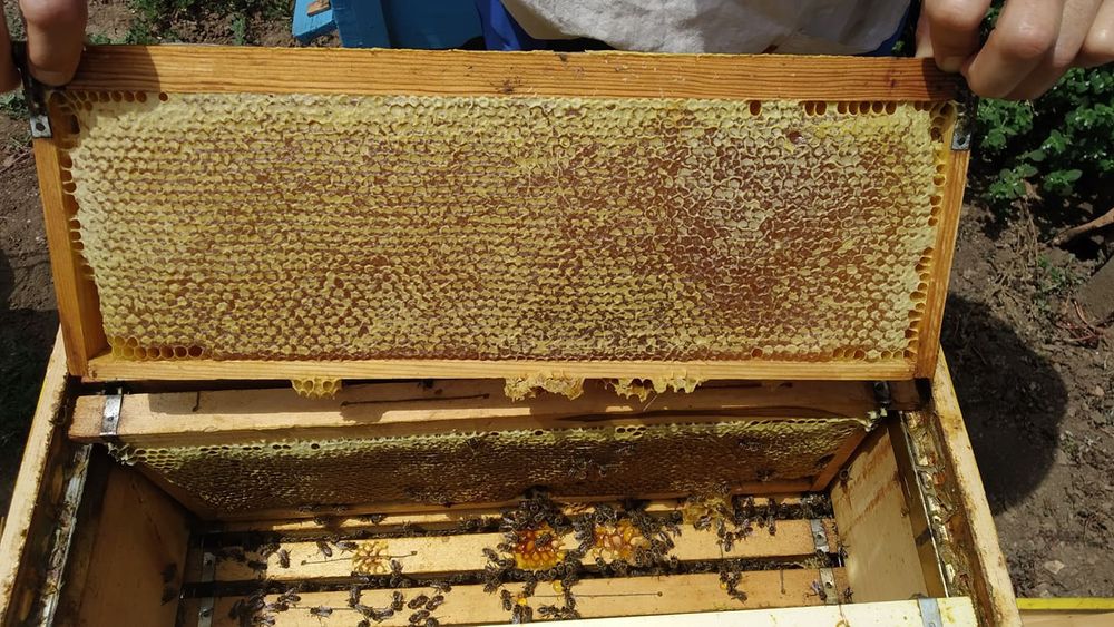 Пчелен мед реколта 2025 г.
