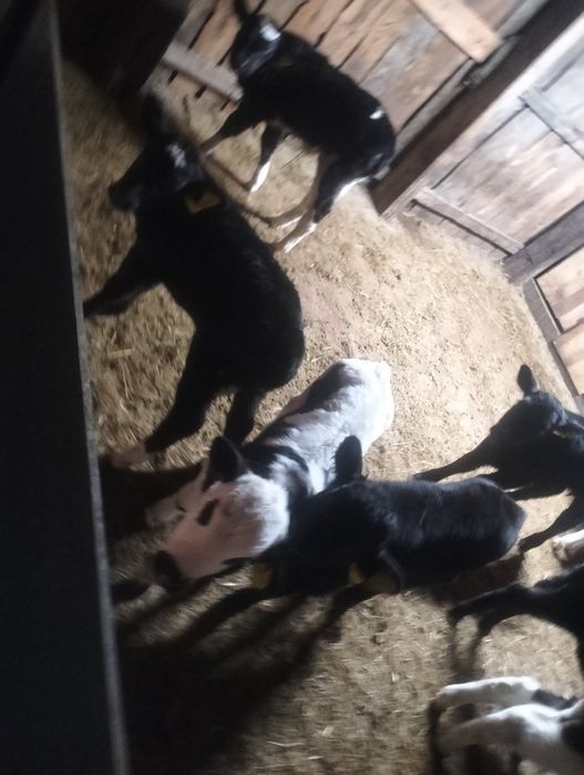 Продам телят 13голов