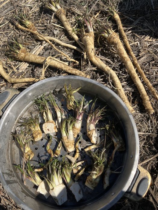 Продается хрен свежий