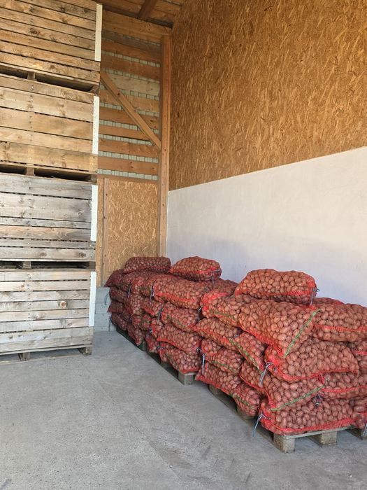 Cartofi sămânță rosu și alb