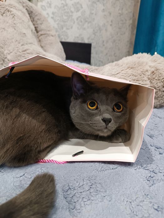 Отдам кота в хорошие руки