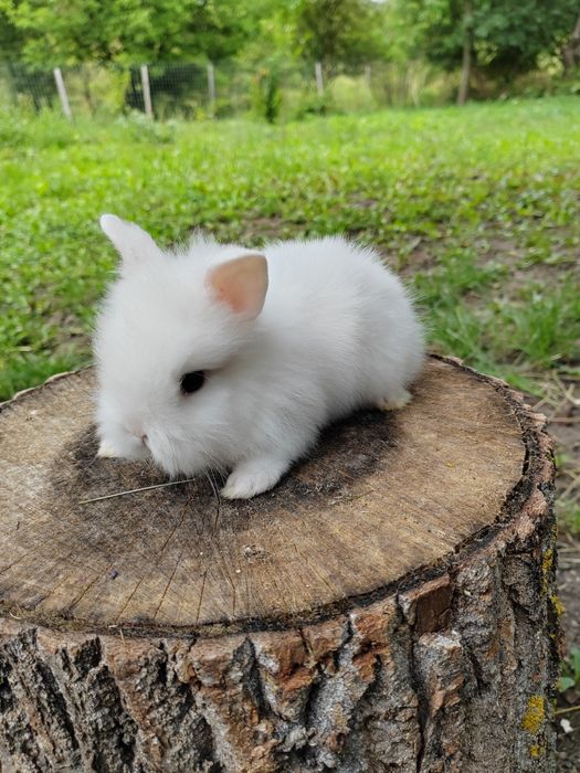 Iepurași cap de leu