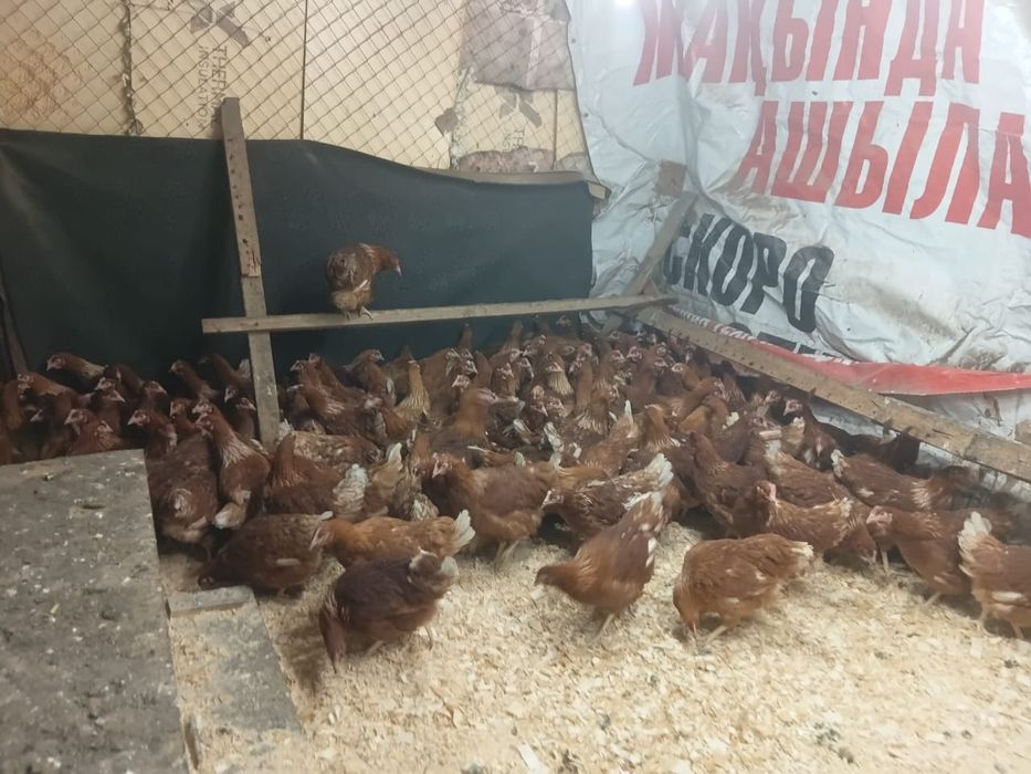 Продам курей ломан браун