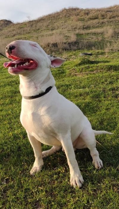 Щенки Бультерьера