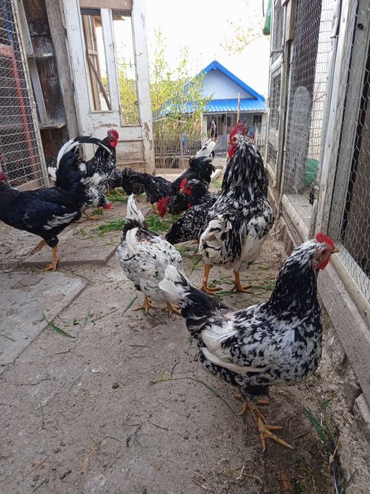 Oua incubat pinta și italiene