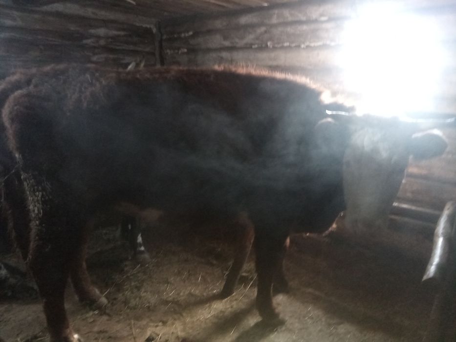 тайша сатылады 3 жыодык