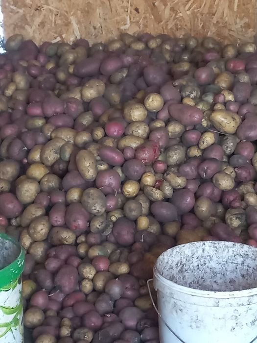 Продам картофель домашний.