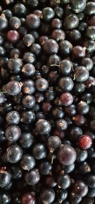 Приём замороженных ягод 1