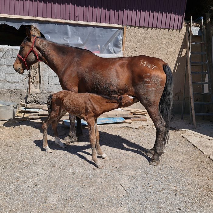 2 бас құлынды бие сатылады