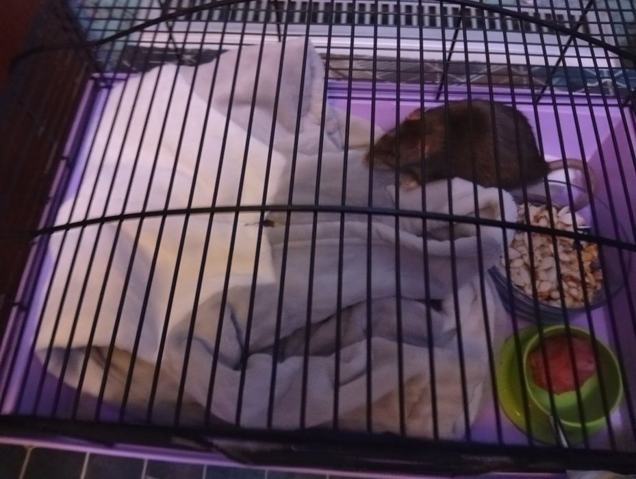 Отдам крысу бесплатно