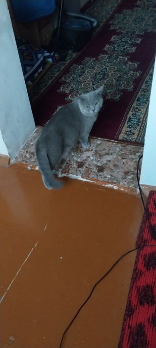 Продаётся Британский кот