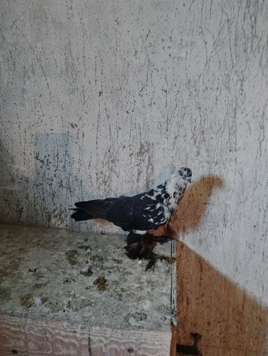 Продам Голубку Сочь или Гульсар