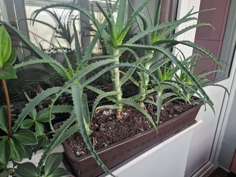 Ghivece Aloe Vera