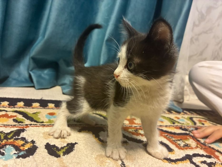 Отдам котят в добрые руки