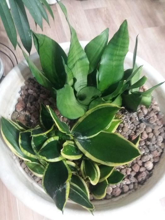 Комнатные растения