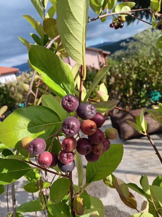 Арония фиданки , разсад