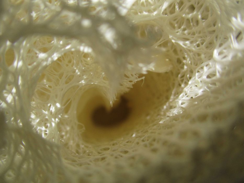 Loofah (luffa), 6 bucăți, noi
