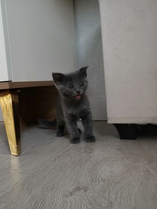 Шотландский вислоухий котёнок