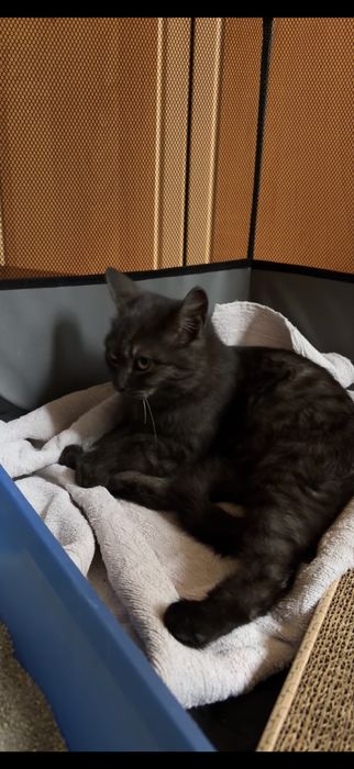 Котик подросток в добрые руки