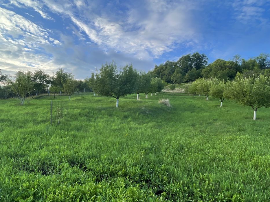 Casa de vanzare, 7-70 ari teren- 15 km de Bistrita