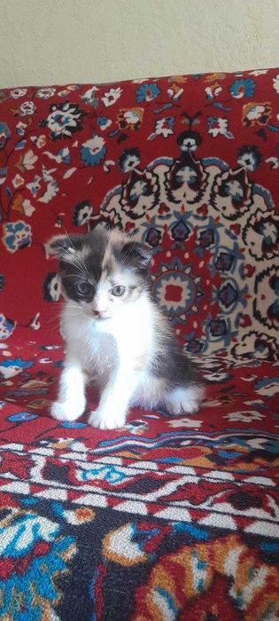 Продаются милые вислоухие котята