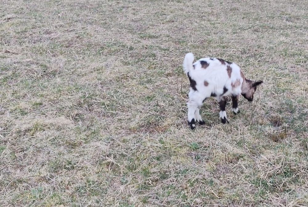 Capre cu iezi, 2 țapi