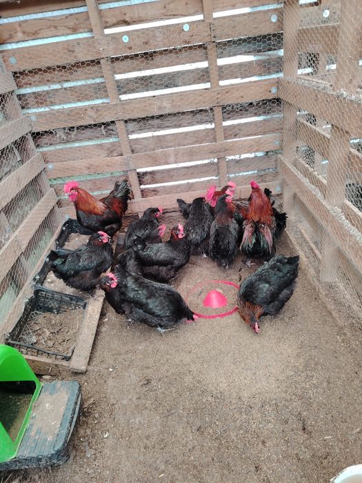 Разплодни яйца Маран