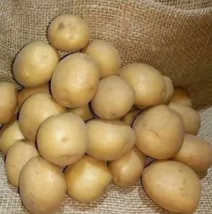 Продам картофель семеной