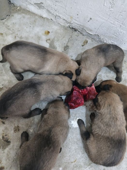 Бельгийская овчарка күшіктері.