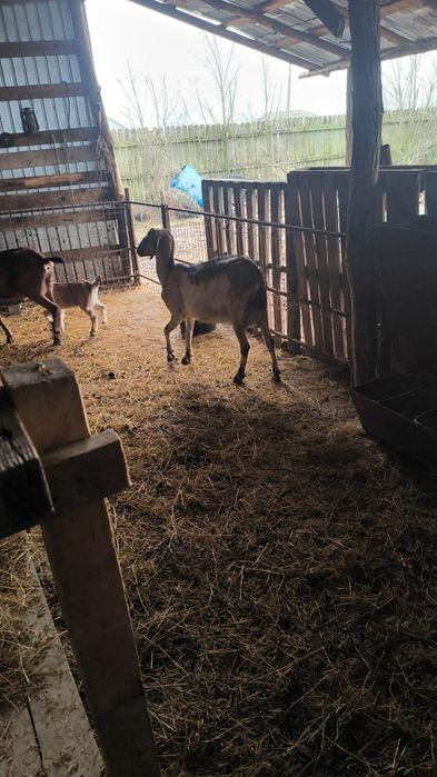 Capre fatate si gestante