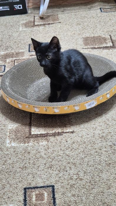 Котенок мальчик. Сами привезем.
