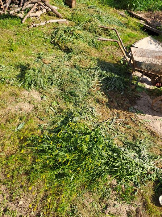 O'tlar, mollar va qo'ylar uchun