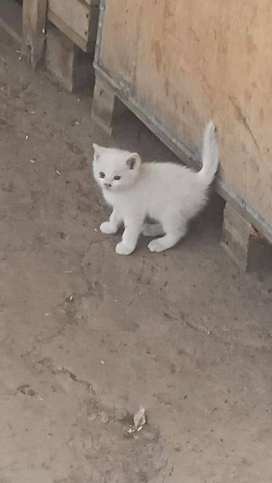 Котяти очень хорошие и очень милые.