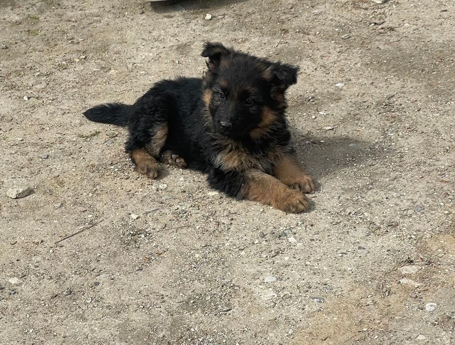 Три 3штуки щенки