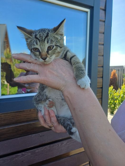 Котенок 2,5мес. Мальчик