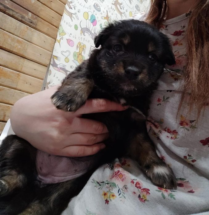 Малышки среднего размера ищут дом