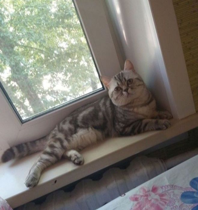 Скоттиш страйт вязка