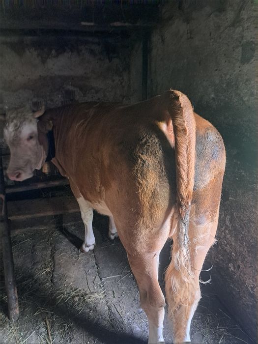 Junincă Bălăiță de vânzare