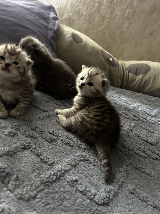 Продам породистых котят