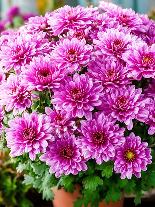 Хризантемы садовые цветы