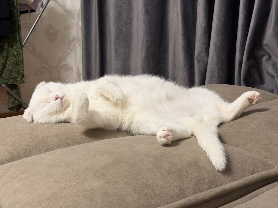 Продаеться шотланская вислоухая кошка