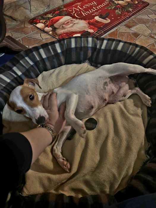 Джак Ръсел Териер