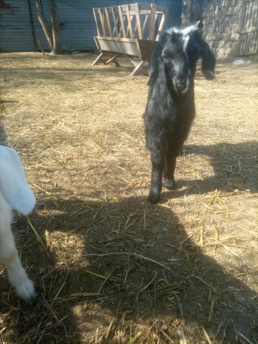 Ешкі сүті кою 2 лағымен