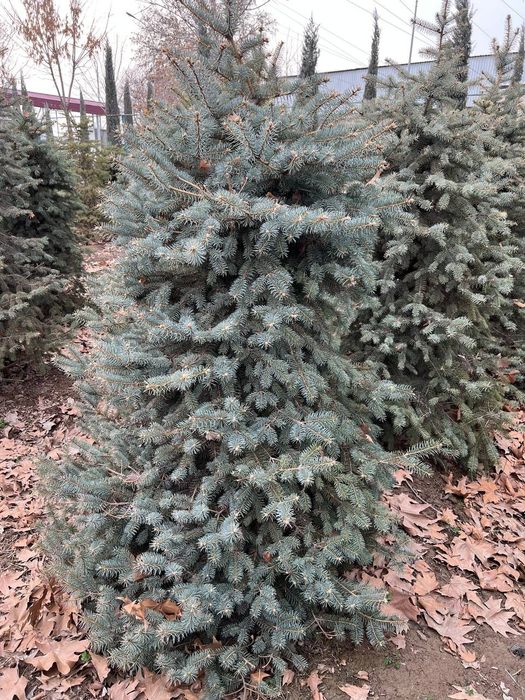 Голубой ель. . .