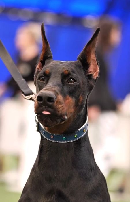 Шенки доберман чистокровные