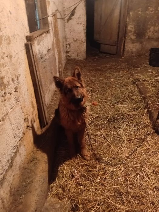 Неметски овчарка