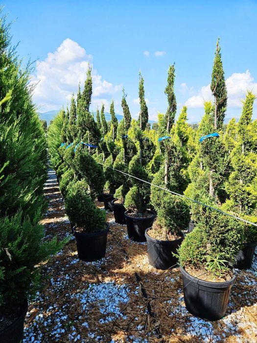 Plante ornamentale Tuia Spirala , Brad argintiu